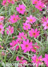 Coreopsis 'Limerock Passion'